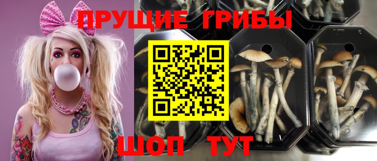 Псилоцибиновые грибы Psilocybine cubensis  Галлюциногенные грибы GOLDEN TEACHER  Вход с VPN  Ставрополь 