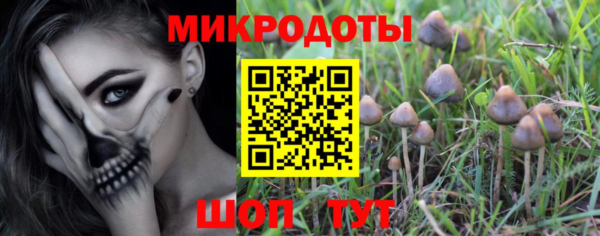 Псилоцибиновые грибы Psilocybine cubensis Ставрополь